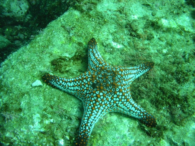  Seestern 